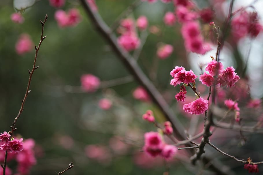 flower, flowering plant, pink color, freshness, fragility, vulnerability HD wallpaper