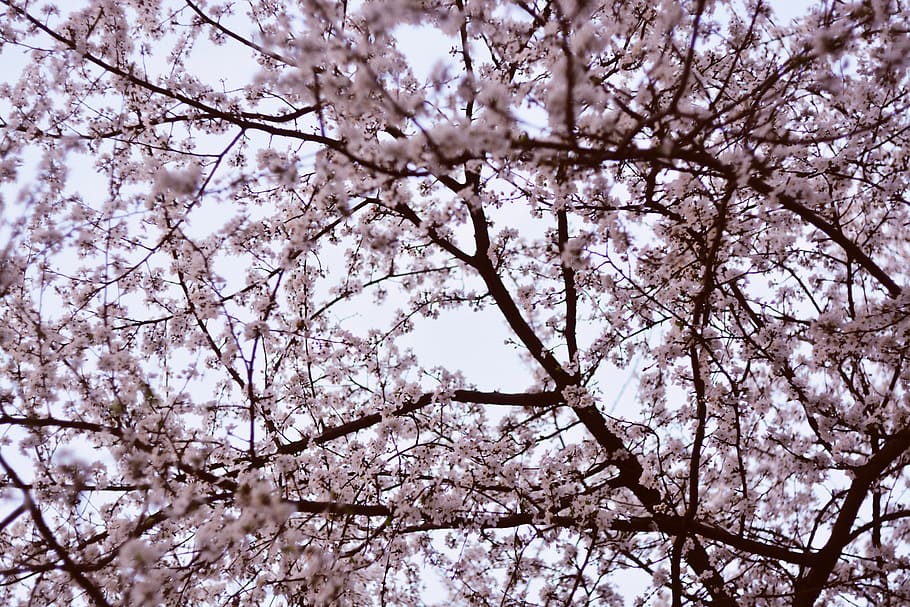 cherry tree, cherry blossom tree, bloom, summer, spring, nature HD wallpaper