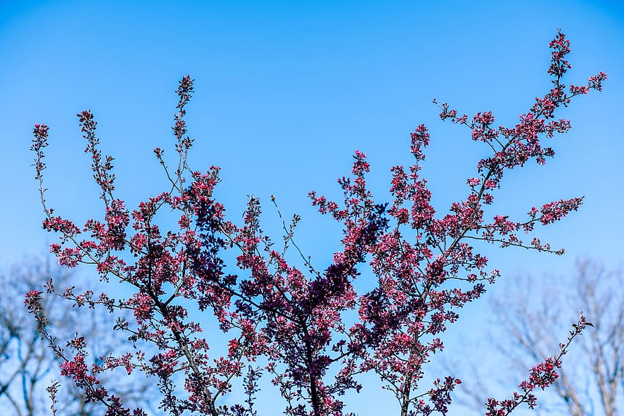 Pretty Cherry Blossom, plant, sky, growth, low angle view, beauty in nature HD wallpaper