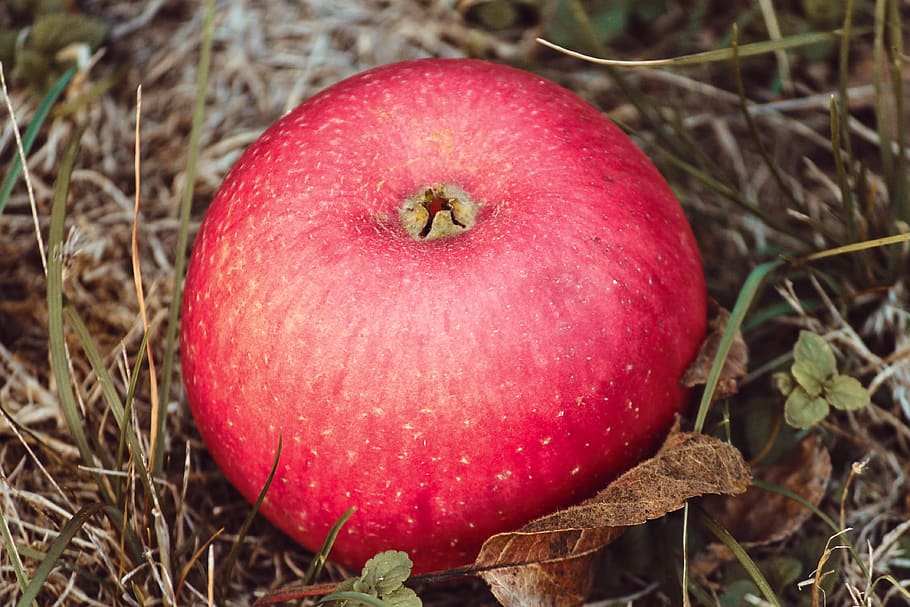 apple, red, concerns, red apple, fruit, vitamins, fresh, delicious HD wallpaper