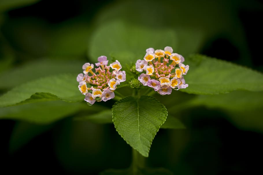 Shallow Focus Photography of Two Pink Flowers, bloom, blooming HD wallpaper