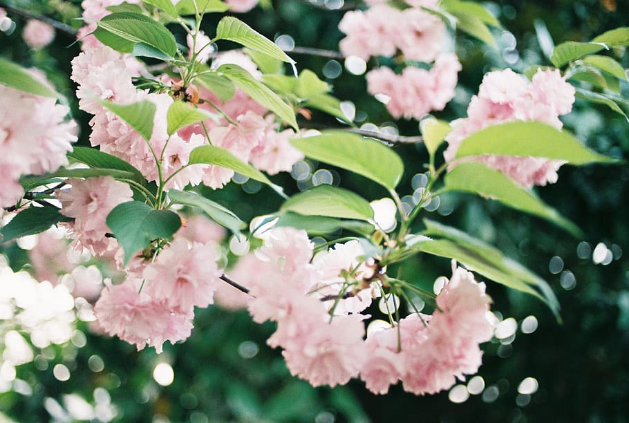 Big sakura. Сакура фото кустарника с цветами.