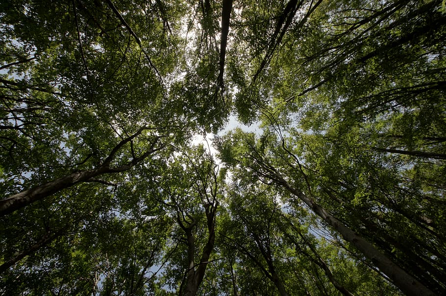 Low Angel Photography of a Tree during Day Time, forest, low angle shot HD wallpaper