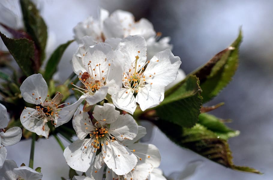 flowers, tree, spring, nature, white, branch, colorful, beautiful HD wallpaper