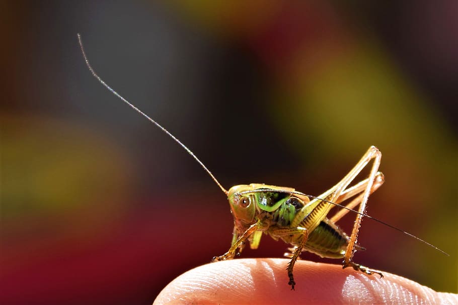 grasshopper, insect, nature, close up, green, macro, probe HD wallpaper