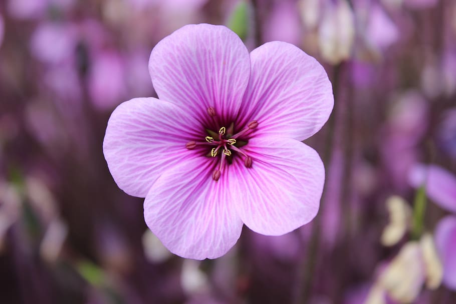 blossom, bloom, nature, violet, flower, flowering plant, freshness HD wallpaper