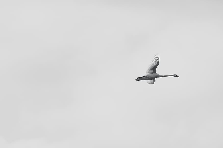 White Bird, animal, daylight, flying, sky, animals in the wild HD wallpaper
