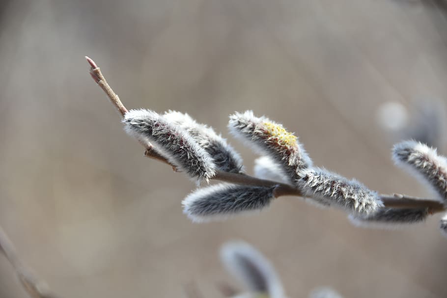 spring, flowers, macro, plants, close-up, focus on foreground HD wallpaper