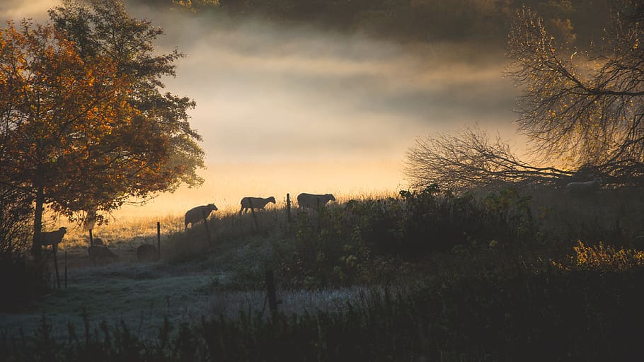 herd of animal walking on grass field, sheep, tree, sunset, sunrise HD wallpaper