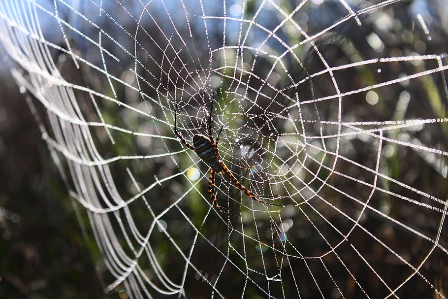 spider, spider web, network, dew, dew drops, dew drops on the web HD wallpaper