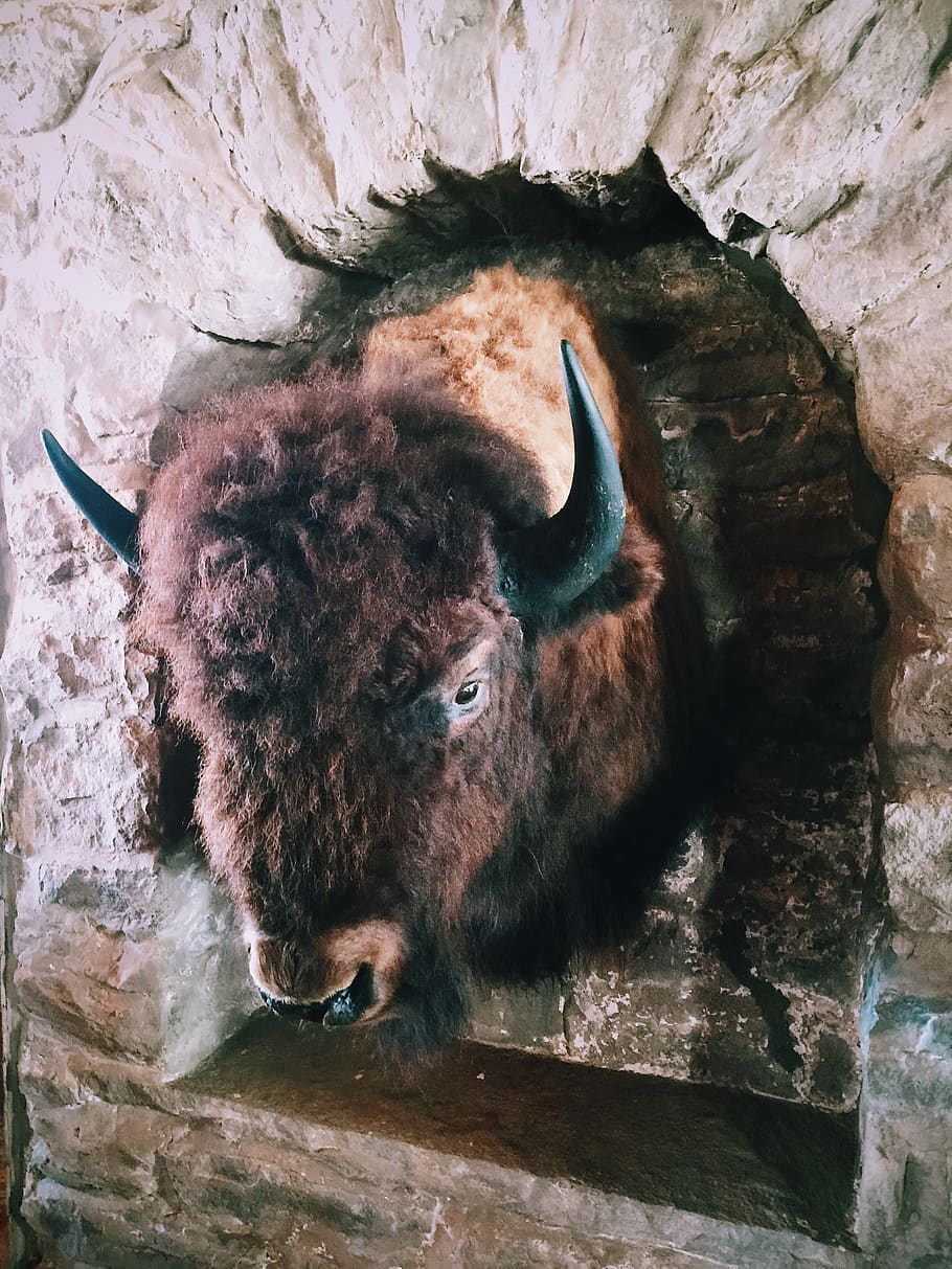 buffalo, animal themes, mammal, one animal, animal wildlife HD wallpaper