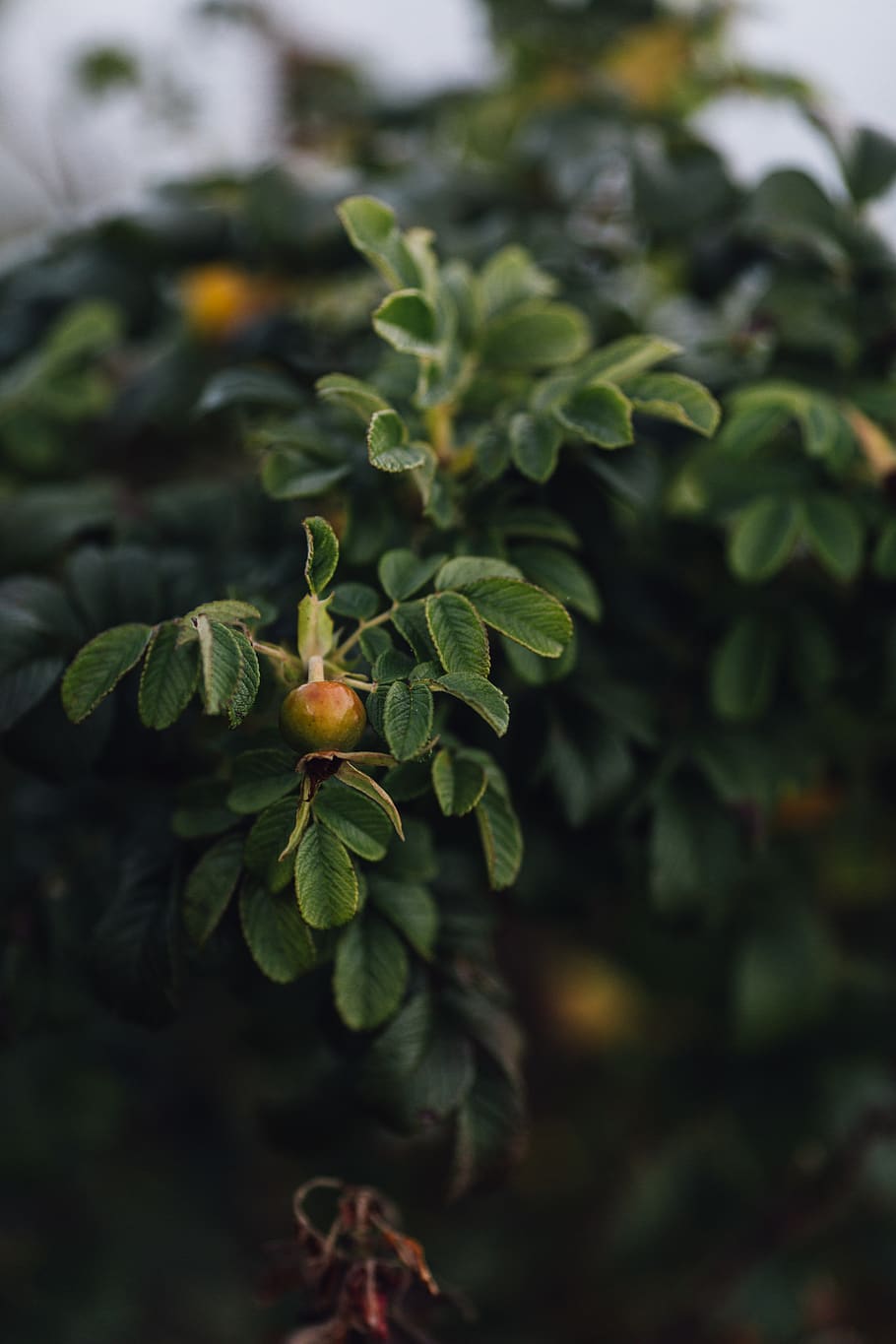 green leaf plant, person, human, people, united states, owls head HD wallpaper