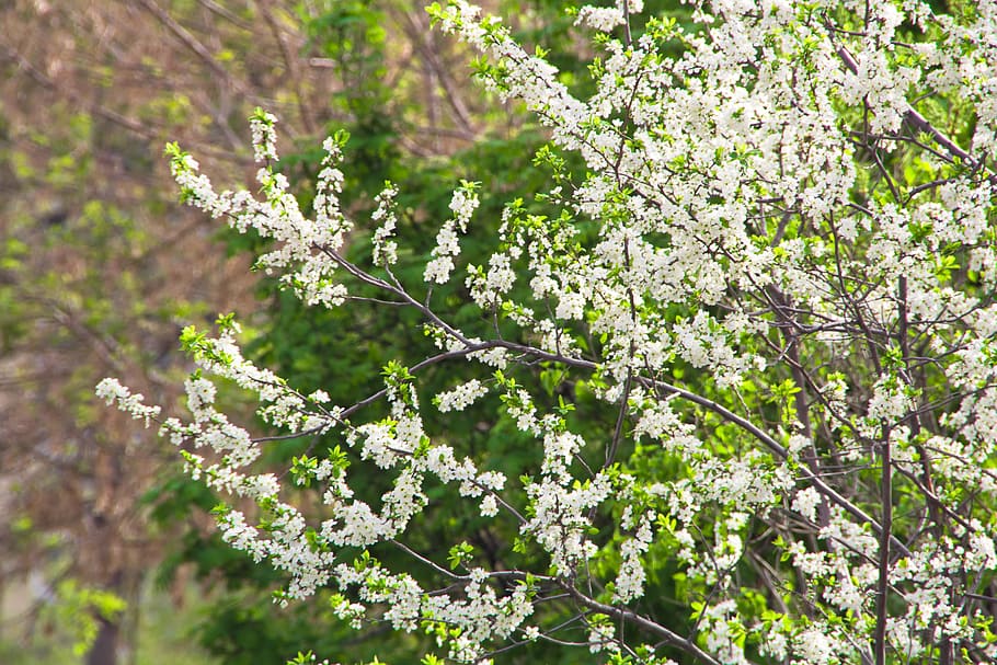 leaf, green, flower, blur, plant, close-up, garden, branch HD wallpaper