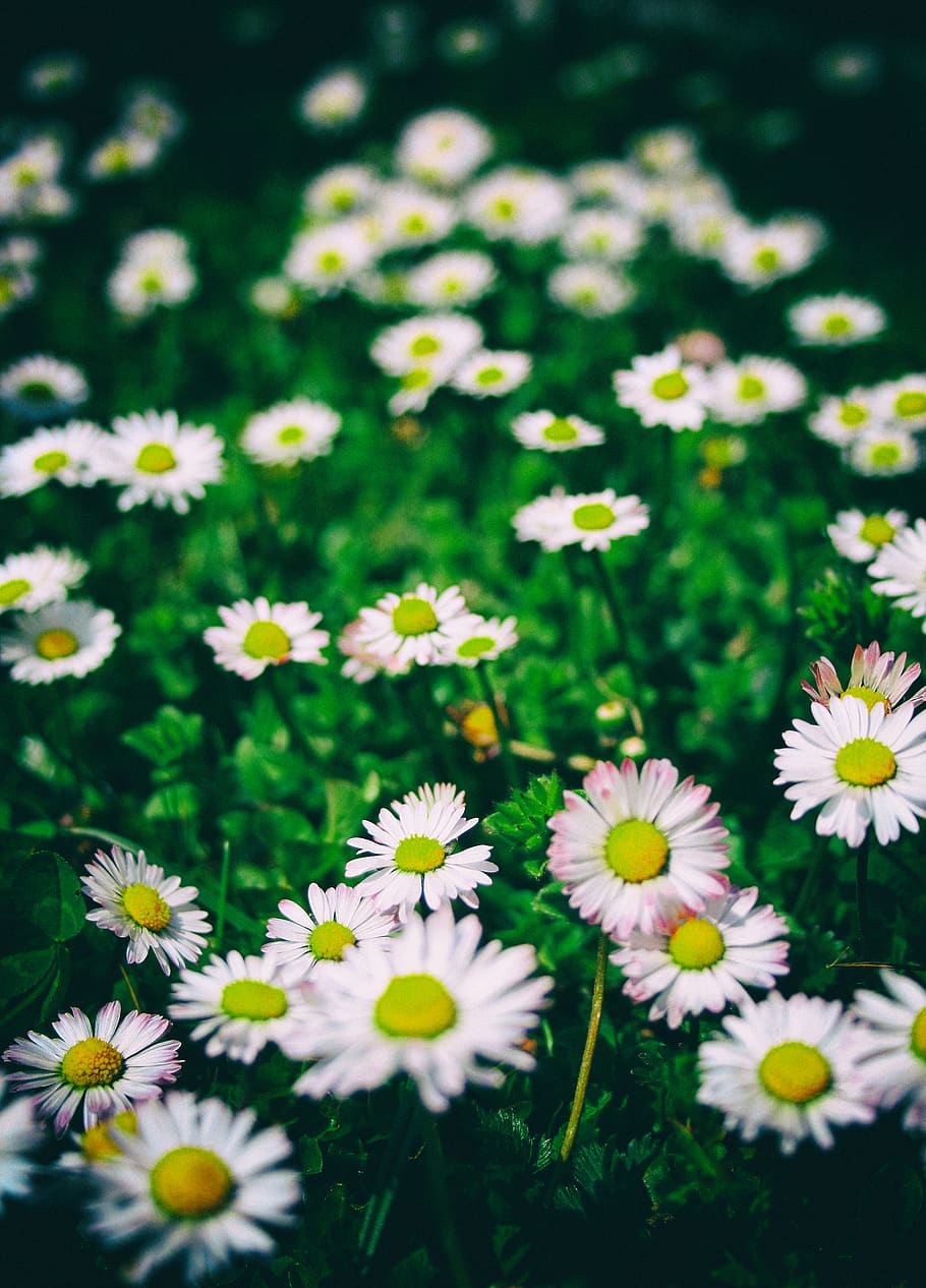 austria, styria, field, flower, camomille, gras, green, dream HD wallpaper