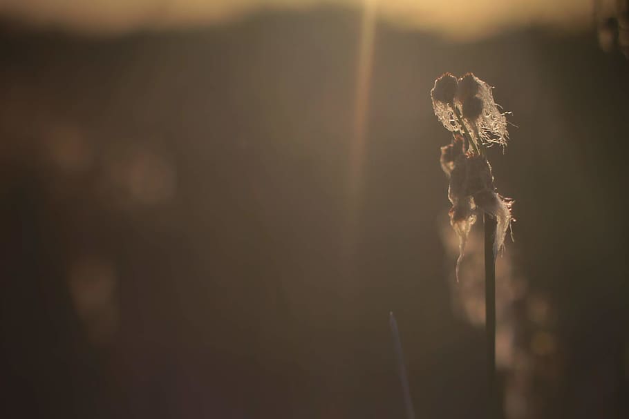 light, flare, sunlight, crystal, animal, grass, plant, veins HD wallpaper