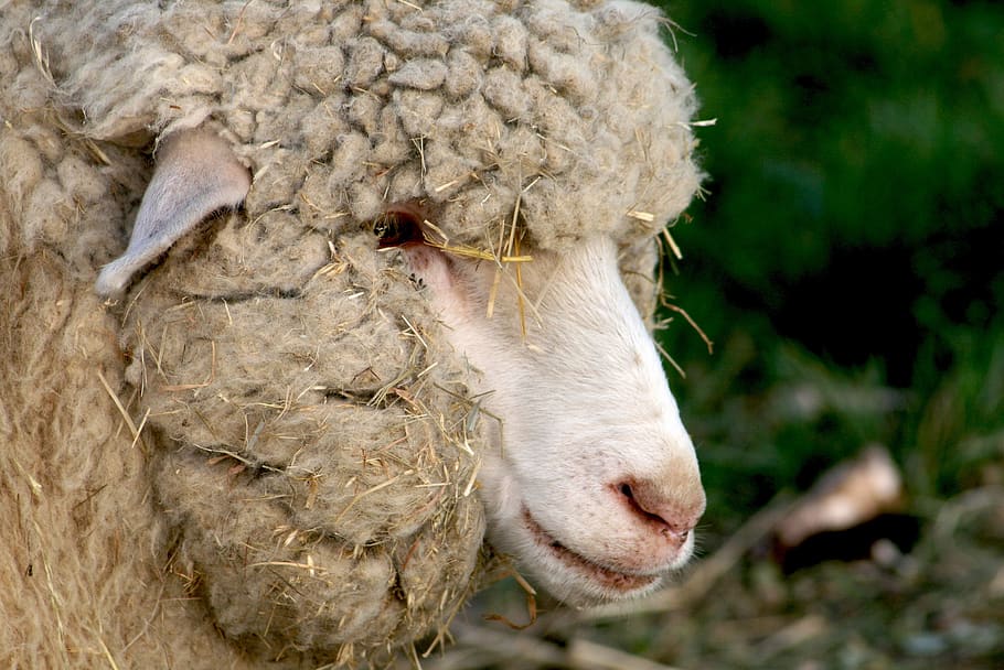 lamb, bari, wool, sheep, economy, nature, animal, livestock HD wallpaper