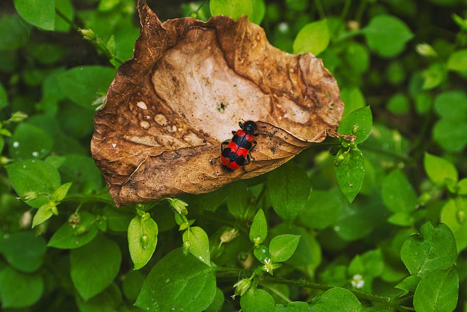 beetle, leaf, forest, insect, nature, macro, red, close up HD wallpaper