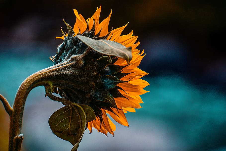 sunflower, spring, nature, beauty, summer, romantic, petal HD wallpaper