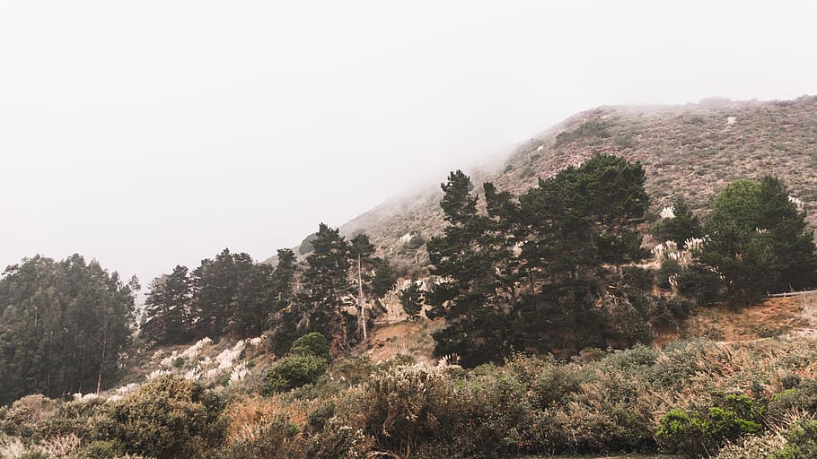 forest, outside, big sur, trees, fog, plant, sky, growth, mountain HD wallpaper