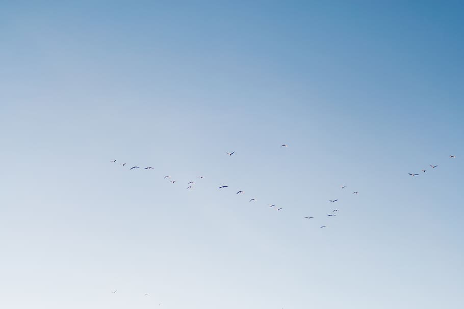 latvia, riga, fly, sky, sun, blue, birds, flying, low angle view HD wallpaper