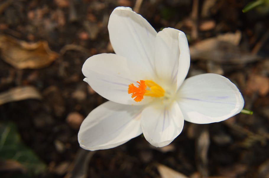 flower, crocus, petals, white, plants, nature, spring, garden HD wallpaper