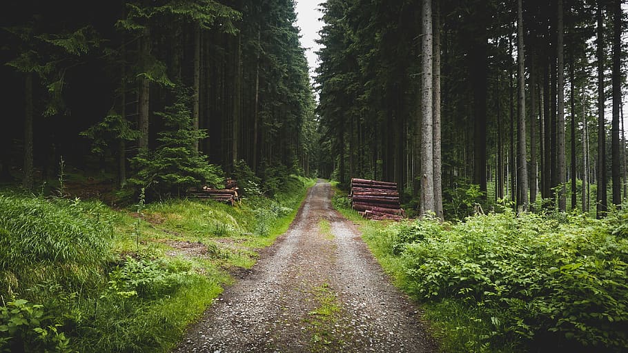 forest, nature, trees, logs, road, path, foliage, spruce, pine HD wallpaper
