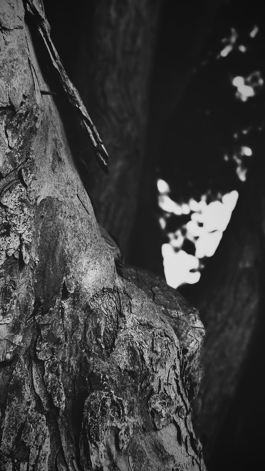 tree trunk, no people, close-up, nature, focus on foreground HD wallpaper