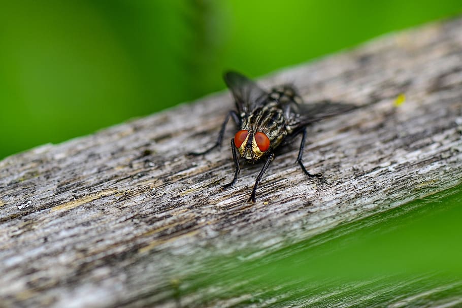 bluebottle, insect, nature, macro, hair, head, fly, invertebrate HD wallpaper