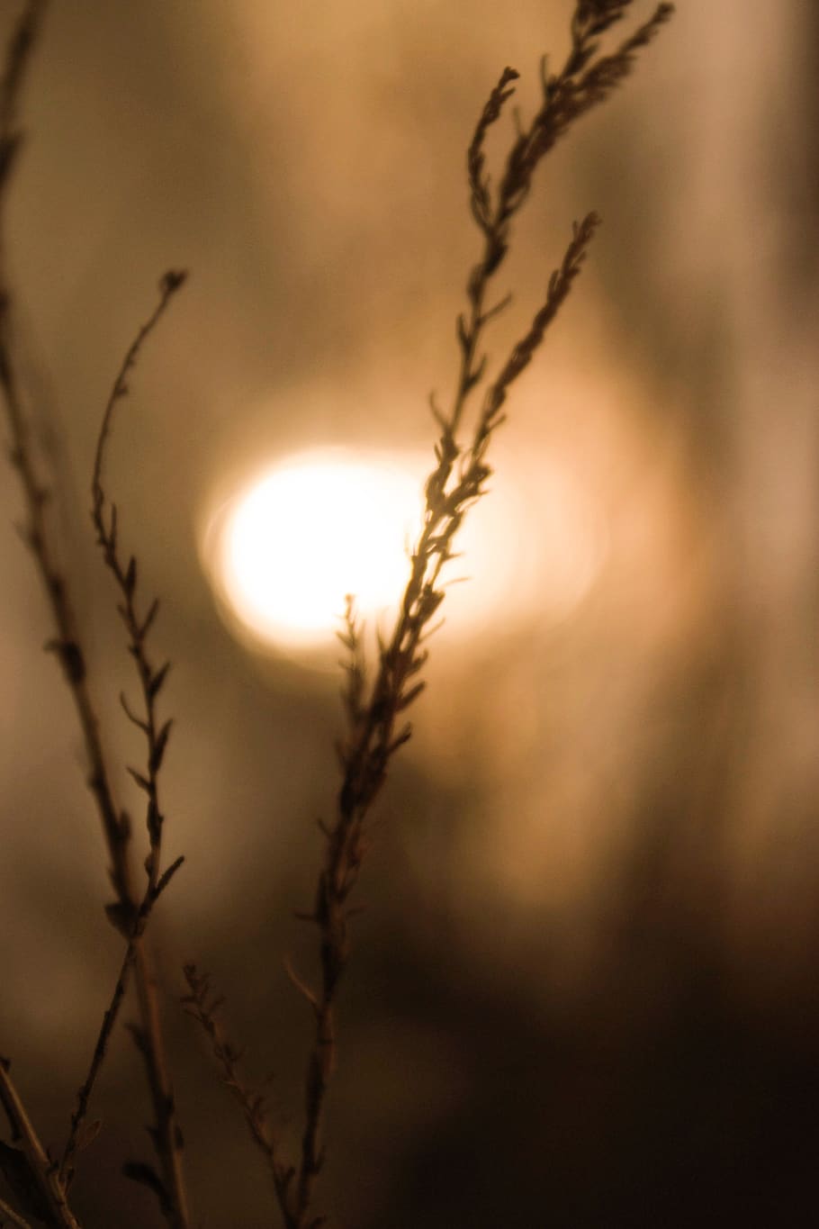 warm light, bokeh, sunset, plant, nature, no people, tranquility HD wallpaper