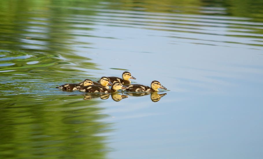 ducks, ducklings, brood, cute, water, surface, pond, summer HD wallpaper