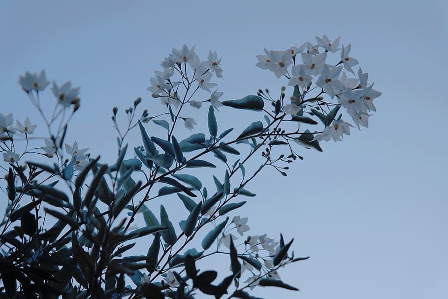 france, montpellier, delicate, morning, flower, sky, dawn, blue, HD wallpaper