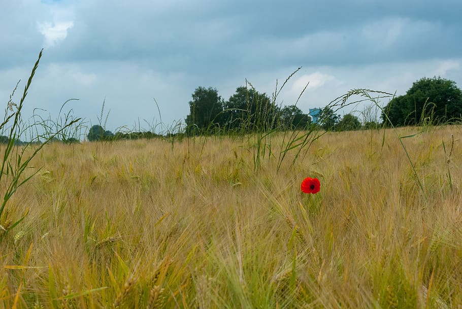 poppy, fields, wheat, flower, nature, spring, red, poppies HD wallpaper