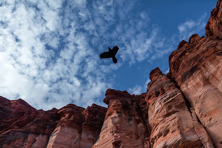 flying eagle, vulture, bird, animal, nature, outdoors, mountain HD wallpaper
