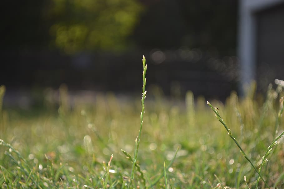 meadow, grass, focus, macro, landscape, summer, green, rest HD wallpaper
