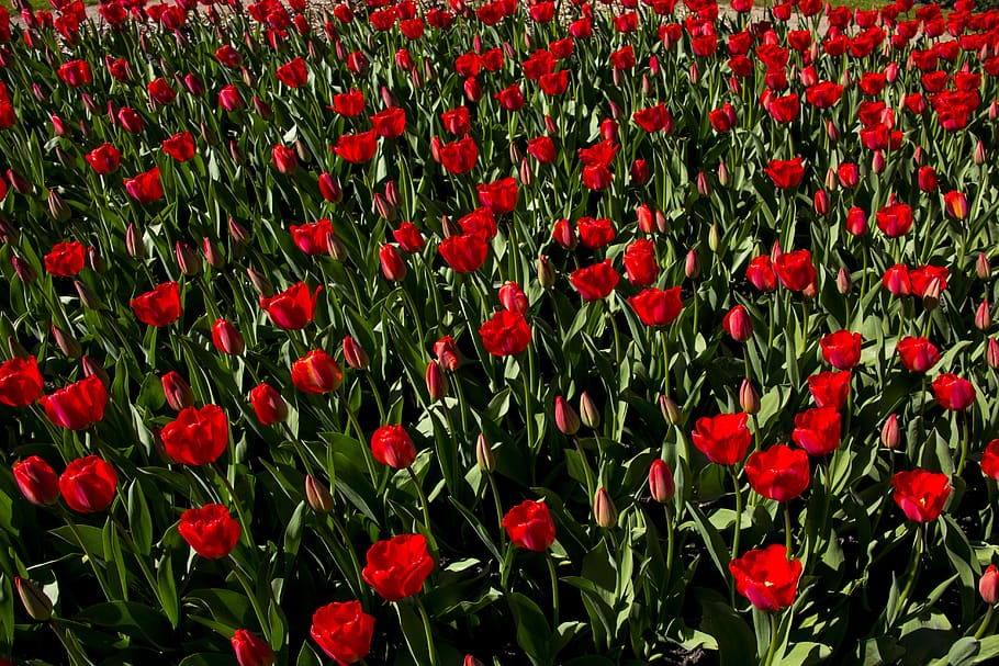 flower, tulip, spring, nature, garden, holland, flowers, field HD wallpaper