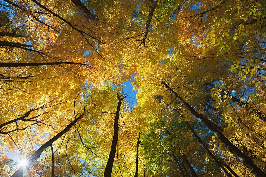 forest, trees, color, fall, sky, woods, autumn, plant, low angle view HD wallpaper