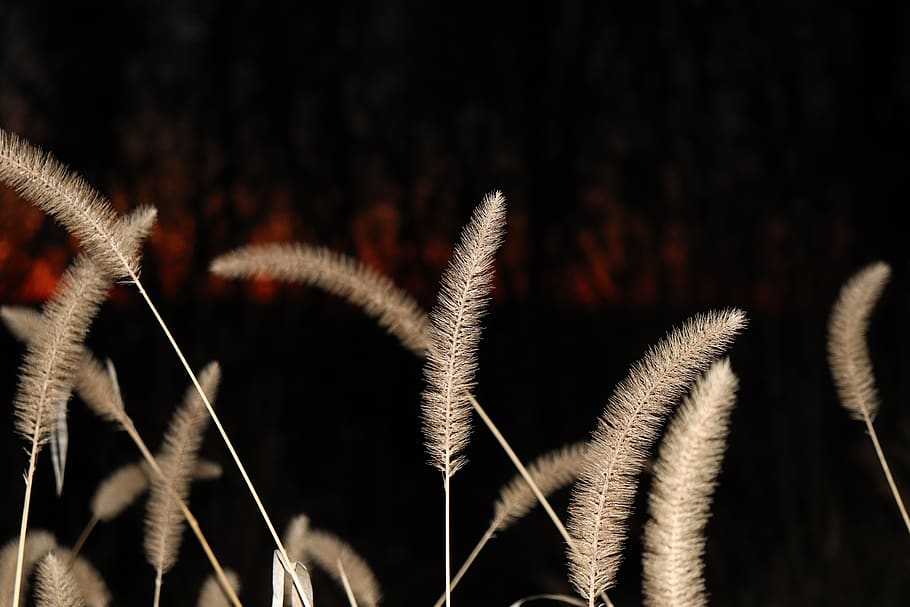 black, red, camera, photo, adventure, woods, forest, lost, drift HD wallpaper