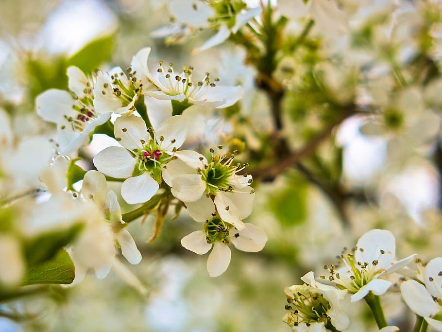 white petaled flower, plant, flowering plant, fragility, freshness HD wallpaper