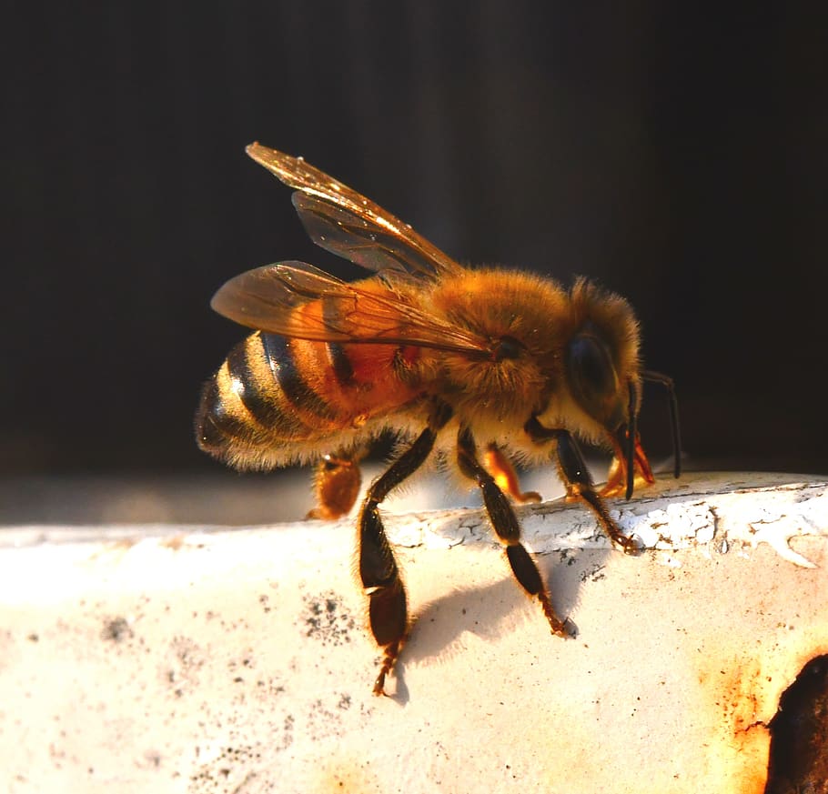 bee, insect, honey, fly, beekeeping, pollination, nectar, animal themes HD wallpaper