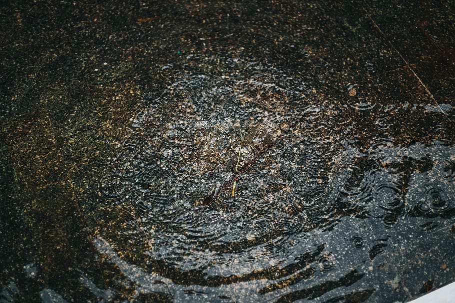 water droplets, outdoors, animal, insect, invertebrate, ripple HD wallpaper