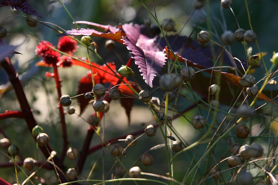 meadow, grasses, backlighting, plant, growth, fruit, healthy eating HD wallpaper