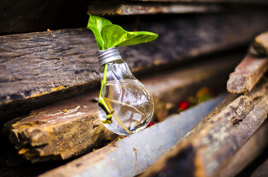 bulb, light, recycle, water, green, leaf, nature, plant part HD wallpaper