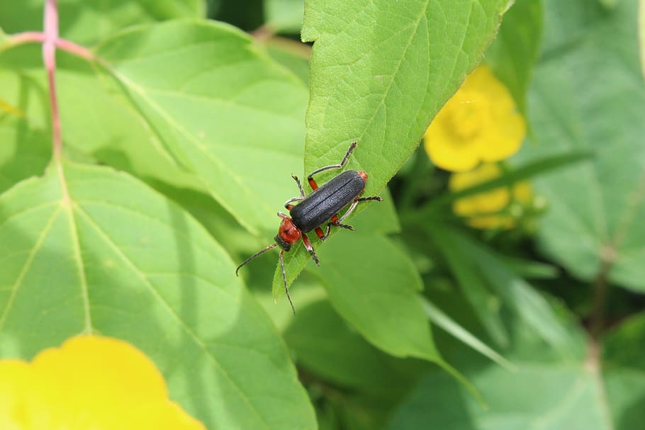 beetle firefighter, insect, macro, nature, plant, beetles, creeps HD wallpaper