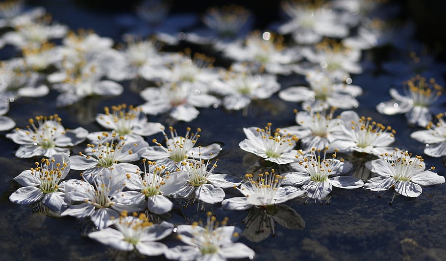 flowers, white, water, afloat spring, botanical, plants, natural, HD wallpaper