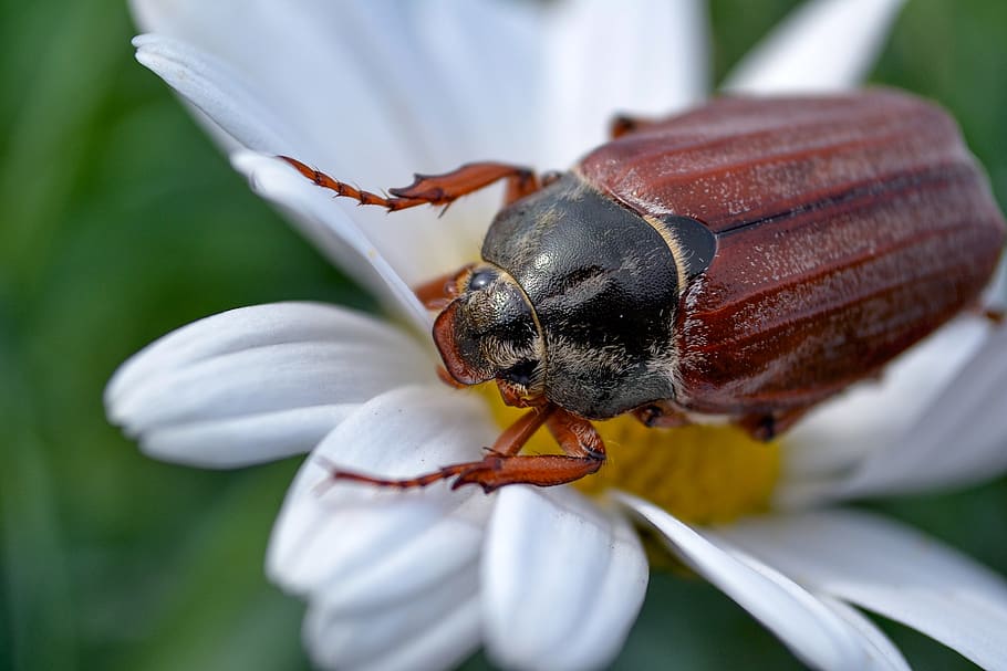 maikäfer, insect, close up, spring, krabbeltier, brown, one animal HD wallpaper