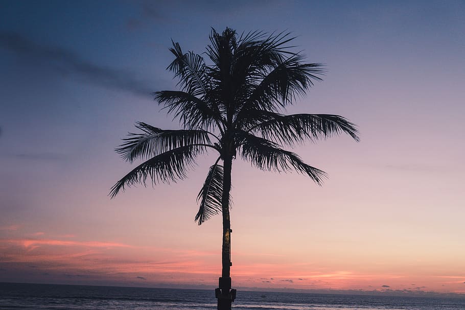 tree, plant, palm tree, arecaceae, animal, bird, sunset, purple, HD wallpaper