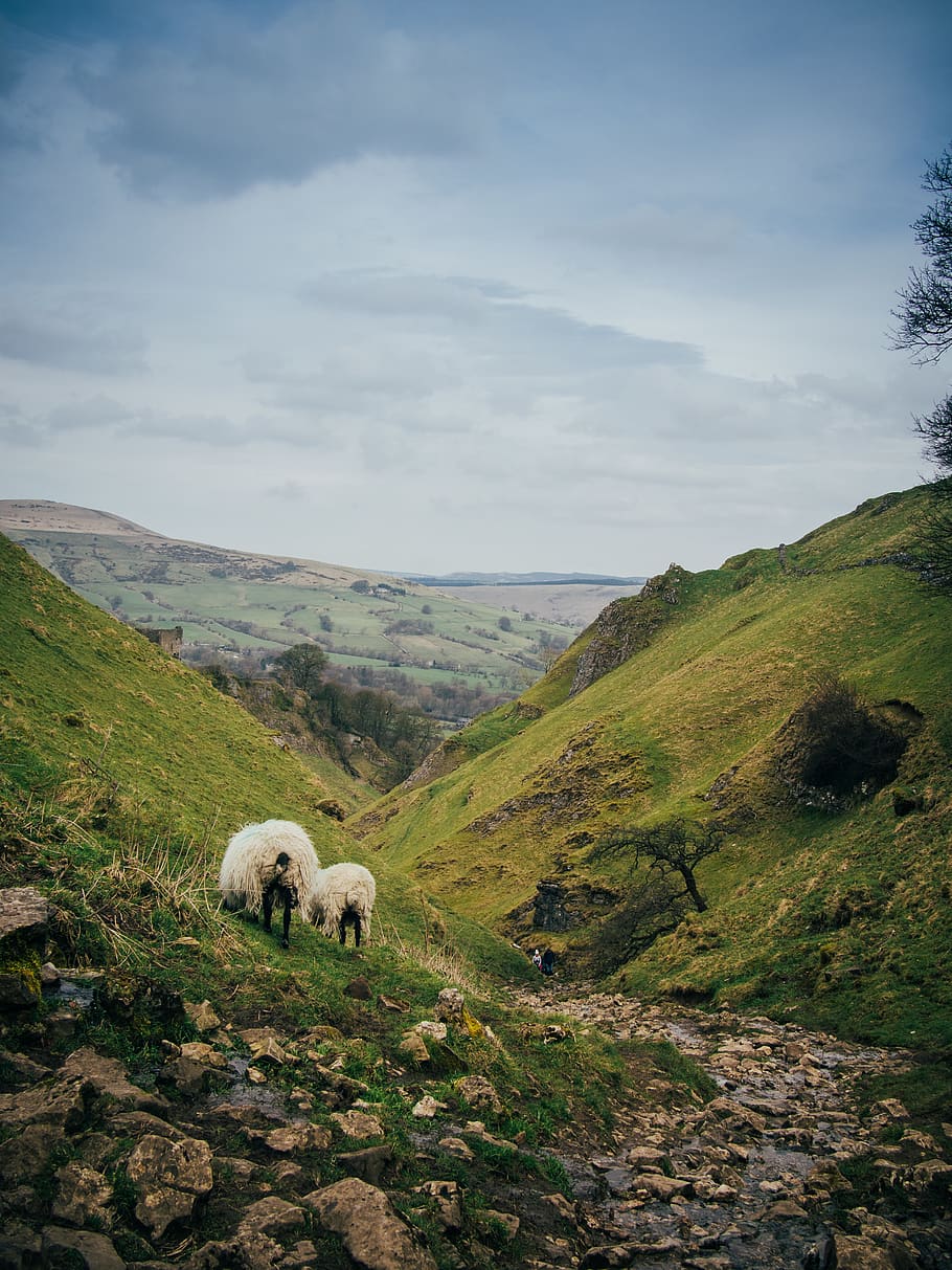 white sheep, wildlife, animal, hill, countryside, nature, mammal HD wallpaper