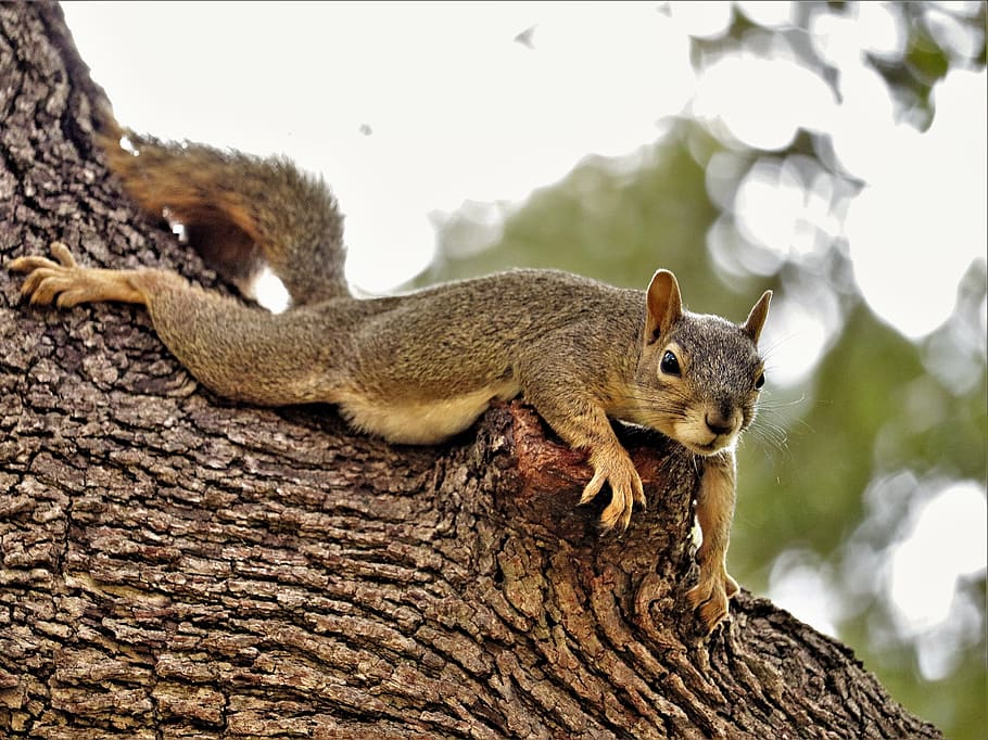 squirrel, brown, tree, wildlife, animal, rodent, fur, cute HD wallpaper