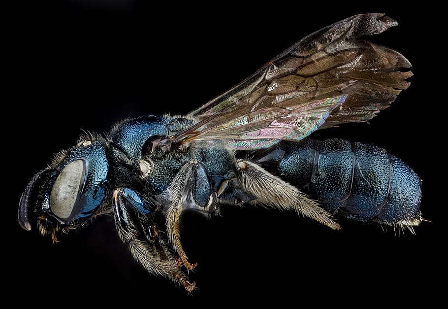 bee, carpenter, animal, wild, nature, insect, fly, animal themes HD wallpaper
