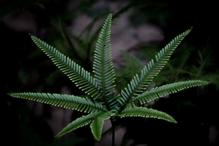 green leafed plant, plant part, green color, close-up, growth HD wallpaper